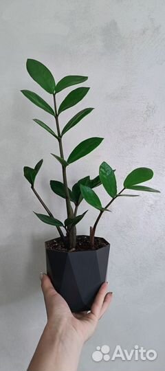 Замиокулькас