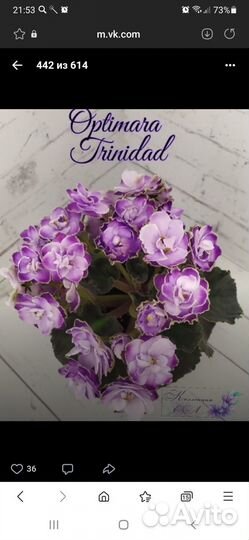 Продам укорененные детки сортовых фиалок 6