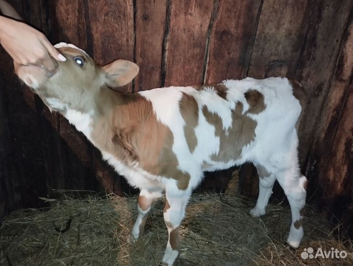 Тёлочка на племя