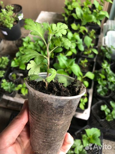 Черенки хризантема мультифлора, гортензия, герань