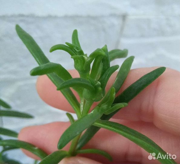 Местоклема (растения и семена)