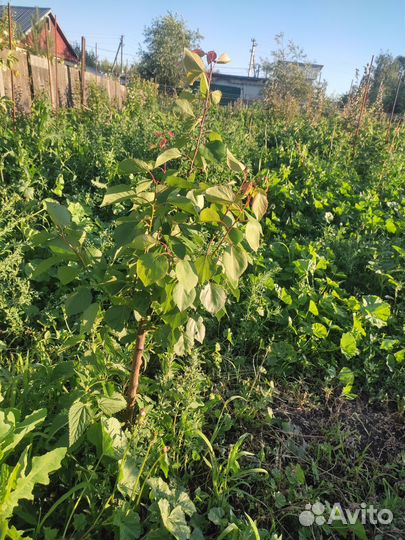 Саженцы груши