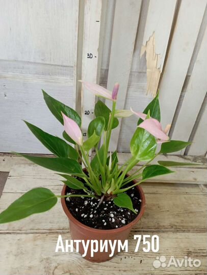 Комнатные цветы растение Антуриум три сорта