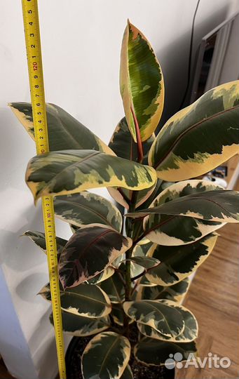 Фикус белиз 125см