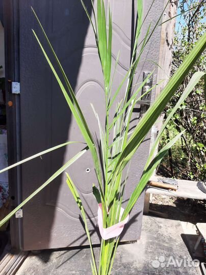 Пальма финиковая