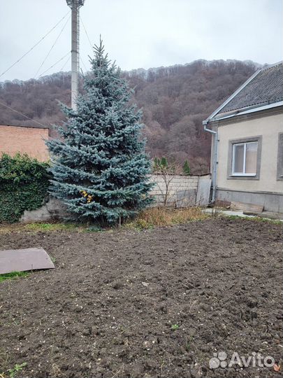 Ель голубая