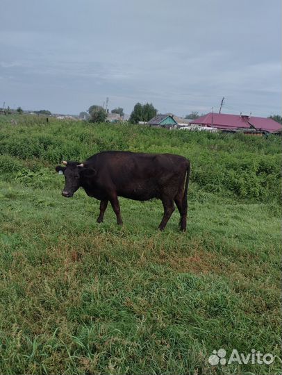 Продам корову