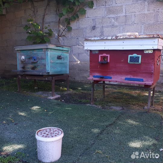 Пчелы и улья