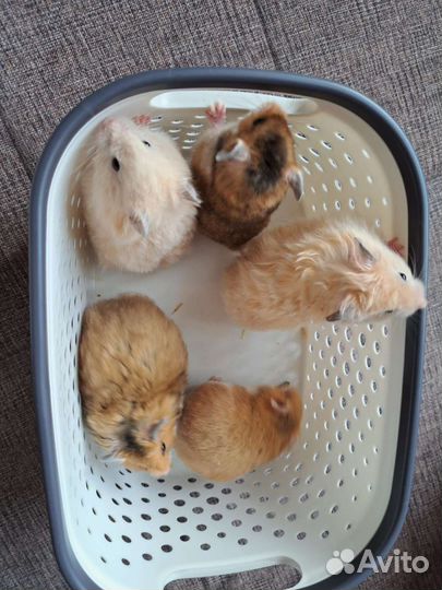 Сирийский хомяк