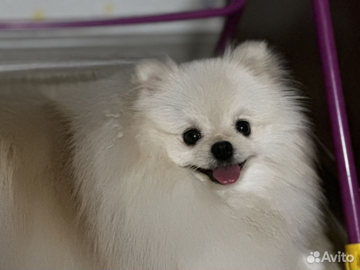 Модель шпиц