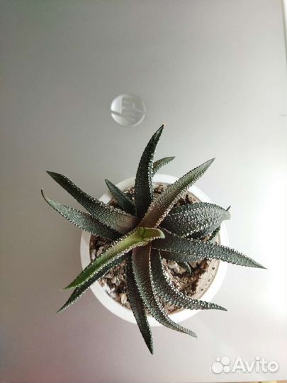 Хавортия жемчужная