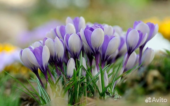 Крокусы крупноцветковые на осень