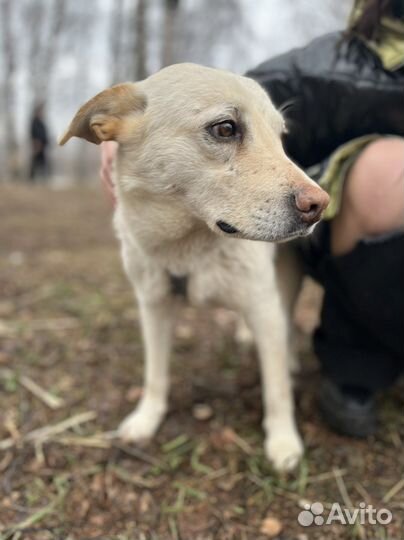Собака Маленький Сахар