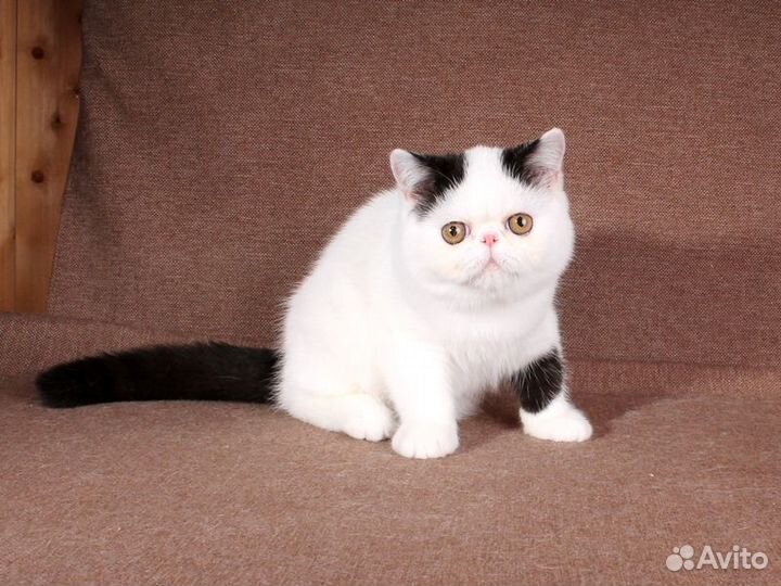 Экзот