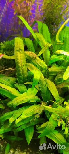 Аквариумные растения прополка