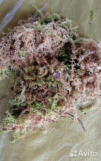 Невыбранный мох