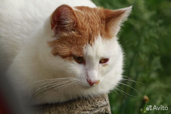 Молодые коты в добрые руки