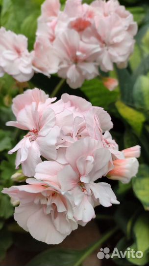 Пеларгония герань Ю-Кэлушарий