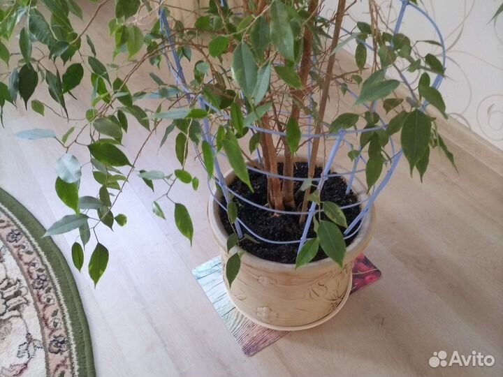 Фикус бенджамина большой