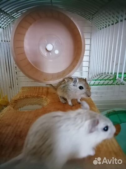 Песчанок отдам в добрые руки