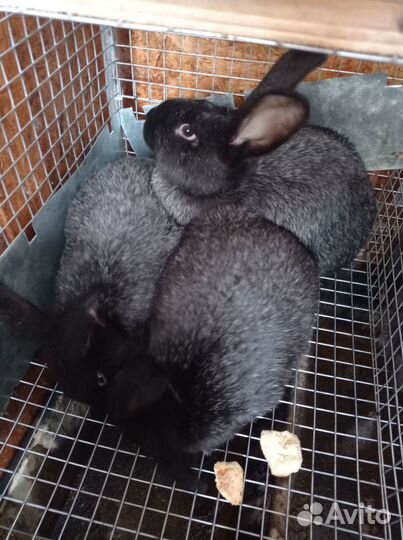 Кролики полтавское серебро