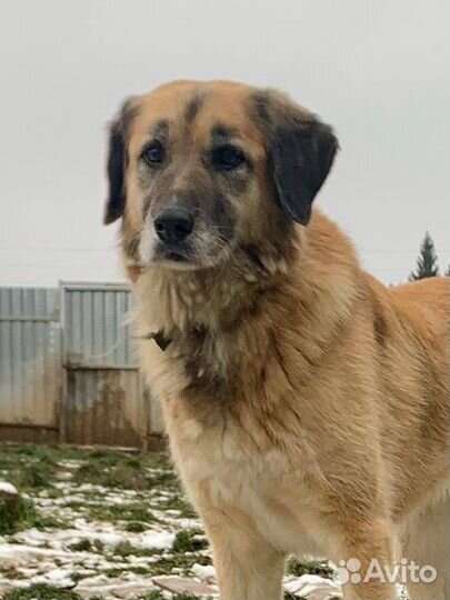 Красавица собачка Найда ждет семью