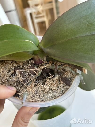 Орхидея Ever spring prince