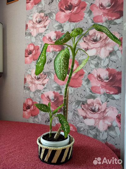 Диффенбахия