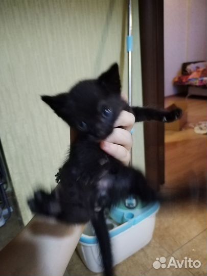 Кошки