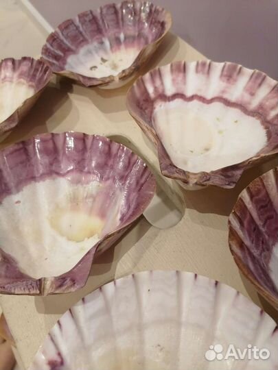 Ракушка морская разм 12*12(примерно)