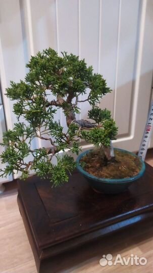 Бонсай можжевельник