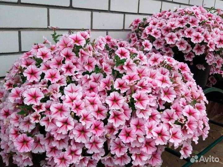 Ампельная петуния (семенная) 0, 5л