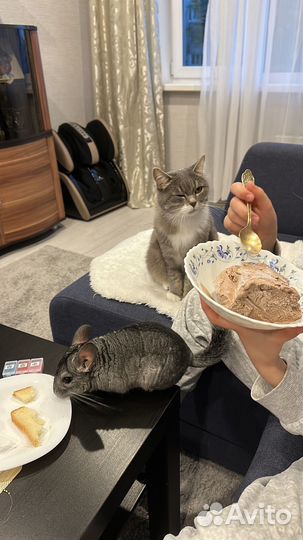 Шиншилла