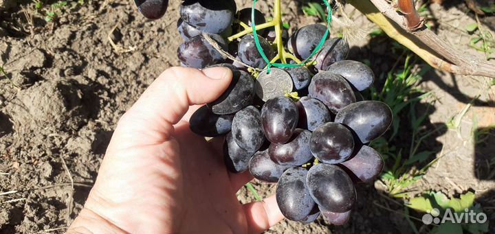 Каталог черенков винограда