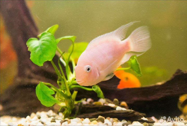 Цихлозома розовый фламинго
