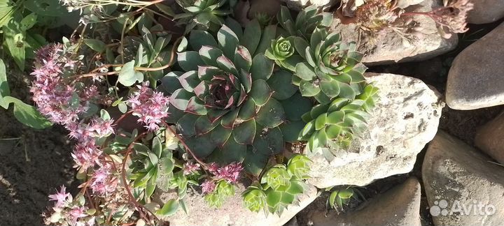 Суккуленты