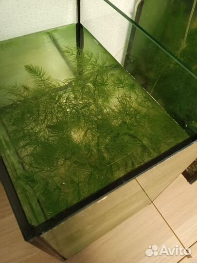 Водоросли для аквариума