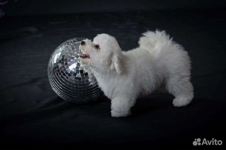 Щенки бишон фризе