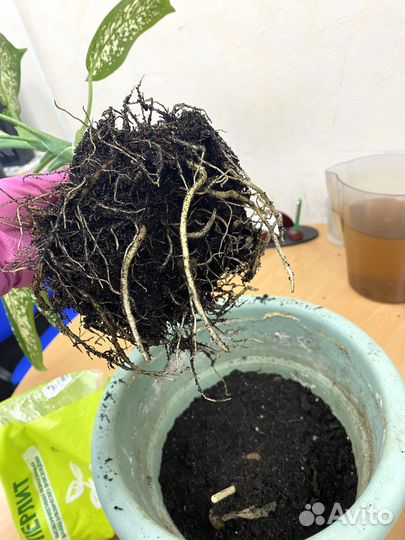 Диффенбахия