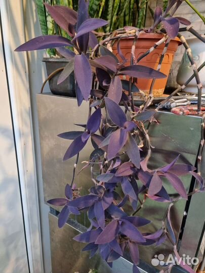 Традисканция