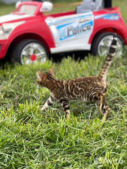 Бенгал девочка