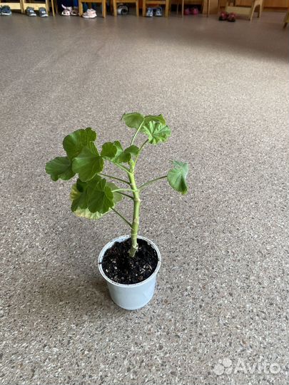 Пеларгония герань