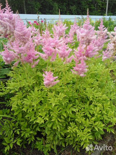 Хоста, астильба