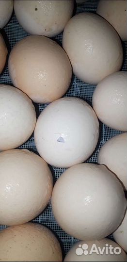 Яйцо Цыплята бройлеры суточны