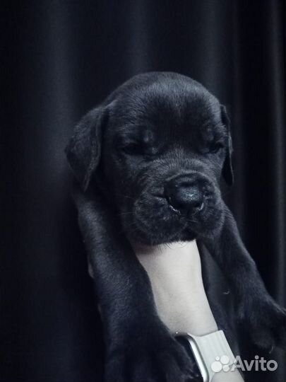 Щенки Итальянский Кане корсо