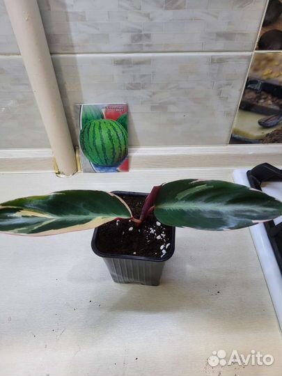 Строманта триколор