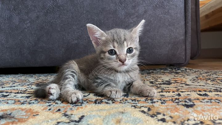 Котенок, котята