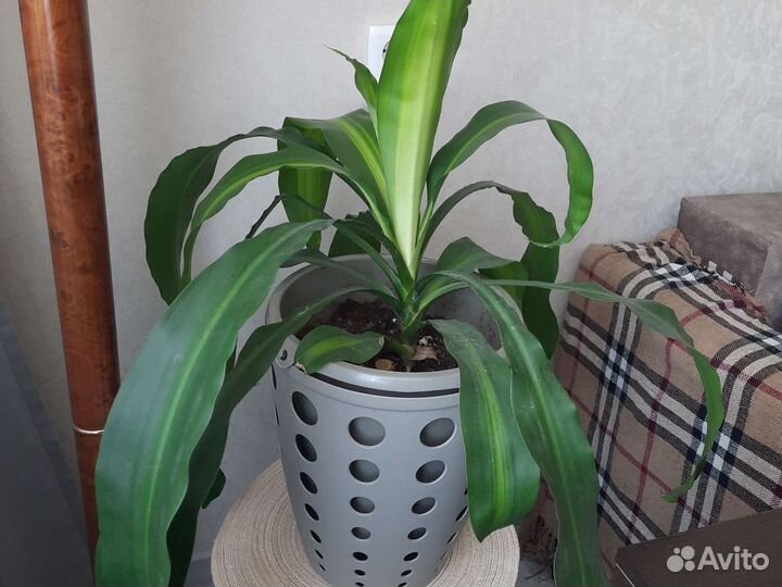 Пальма юкка