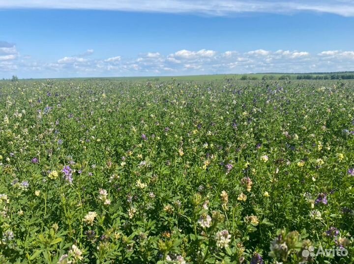 Люцерна изменчивая, семена сенокос