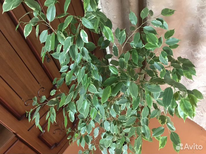 Фикус бенджамина